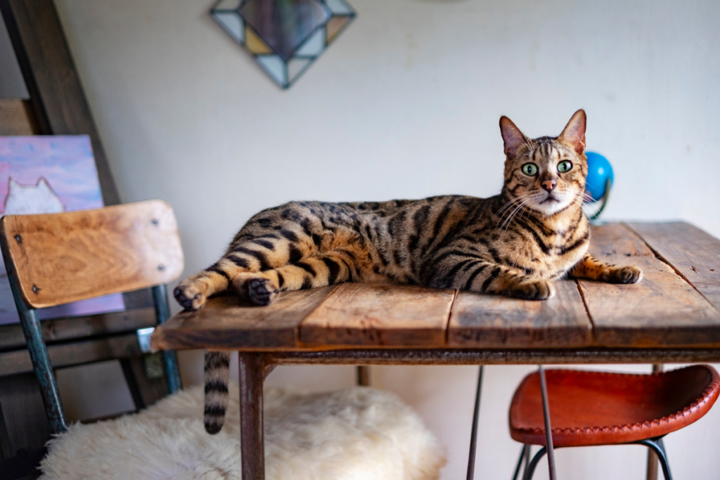 A Superior Quality Bengals cat lies stretched out on a wooden table between two chairs in a room adorned with artwork and a mirror, showcasing true feline passion.