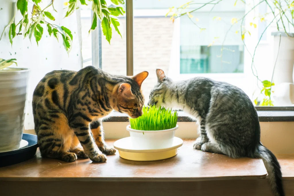 Two Superior Quality Bengals sit on a windowsill eating grass from a white pot; sunlight streams in and green plants hang nearby. - Lone Star Bengal Cats & Kittens Two Superior Quality Bengals sit on a windowsill eating grass from a white pot; sunlight streams in and green plants hang nearby.