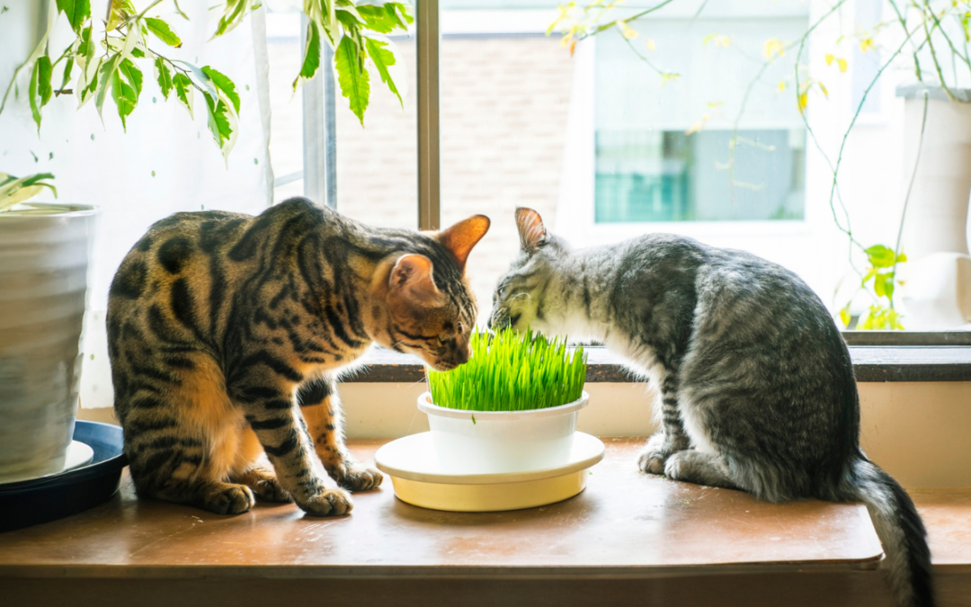 Two Superior Quality Bengals sit on a windowsill eating grass from a white pot; sunlight streams in and green plants hang nearby.