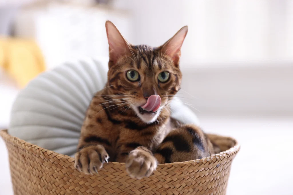 A Bengal cat from Lone Star Bengal Cats sits in a woven basket, facing the camera with its tongue out, licking its nose.
