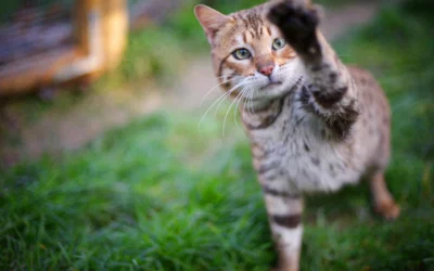 Is a Bengal Cat Right for Your Lifestyle?