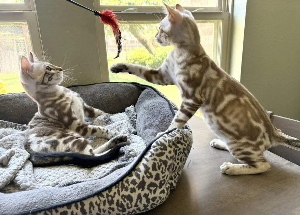 Two Bengal cats with brown and white markings, raised by Lone Star Bengal Cats, play near a window; one sits in a pet bed while the other stands, reaching toward a feather toy above them—a perfect moment that reflects true Feline Passion.