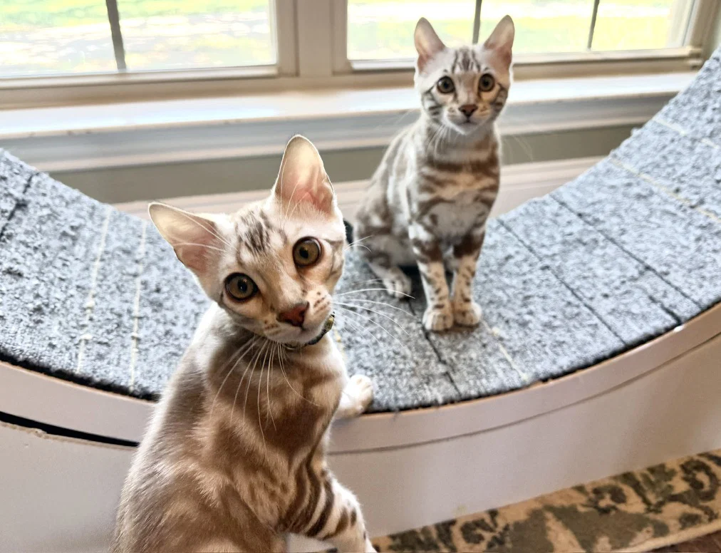 What Determines the Price of a Bengal Kitten?