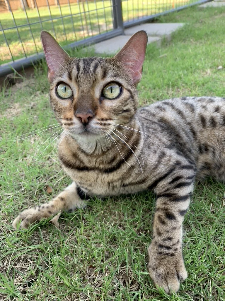 10 Things Bengal Cat Owners Wish They Knew Before Getting One